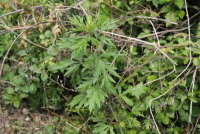 쑥(Artemisia indica Willd.)