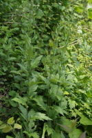 넓은잎외잎쑥(Artemisia stolonifera (Maxim.) Kom.)