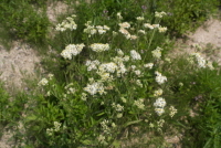 Plant Illustration Details