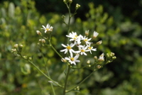 Plant Illustration Details