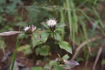 Atractylodes ovata (Thunb.) DC.