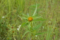 Plant Illustration Details