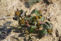 Plant Illustration Details