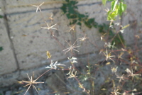 Plant Illustration Details