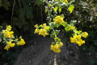 Chrysanthemum seticuspe (Maxim.) Hand.-Mazz.