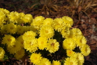 감국(Chrysanthemum indicum L.)