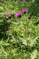 엉겅퀴(Cirsium japonicum Fisch. ex DC. var. maackii (Maxim.) Matsum.)