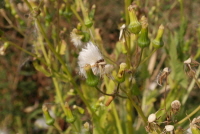 Plant Illustration Details