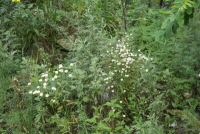 개망초(Erigeron annuus (L.) Desf.)