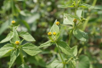 Plant Illustration Details