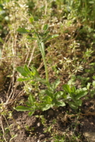 Plant Illustration Details