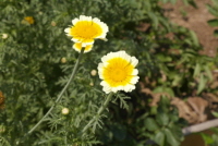 쑥갓(Chrysanthemum coronaria L.)