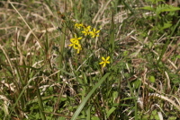 씀바귀(Ixeridium dentatum (Thunb.) Tzvelev)