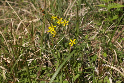 Ixeridium dentatum (Thunb.) Tzvelev