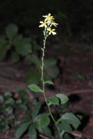 Plant Illustration Details