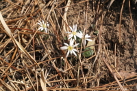 Leibnitzia anandria (L.) Turcz.