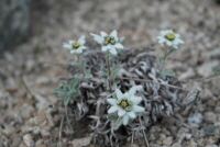 Plant Illustration Details