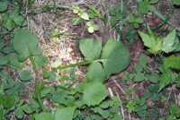 Plant Illustration Details