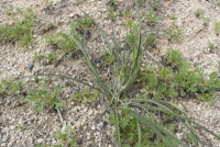 Plant Illustration Details