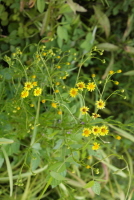 Plant Illustration Details