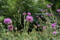 산비장이(Serratula coronata L. subsp. insularis (Iljin) Kitam.)