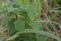 Plant Illustration Details