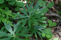 Plant Illustration Details