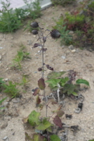 Plant Illustration Details