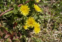 Plant Illustration Details