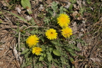 Plant Illustration Details