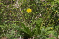 Plant Illustration Details