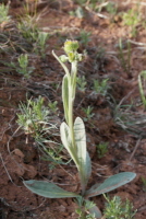 Plant Illustration Details