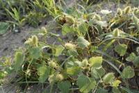 Plant Illustration Details