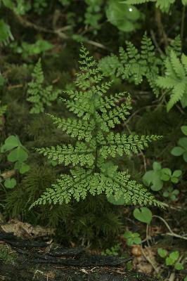 Plant Illustration Details