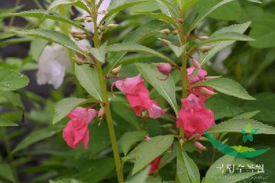 봉선화(Impatiens balsamina L.)