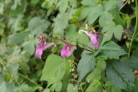 Impatiens textorii Miq.