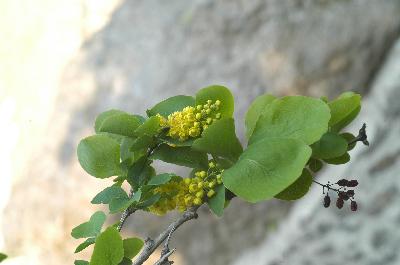 Plant Illustration Details