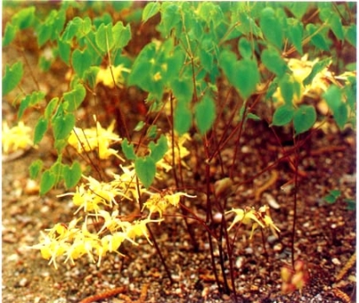 Epimedium koreanum Nakai