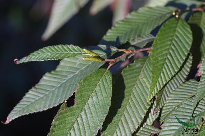 Plant Illustration Details