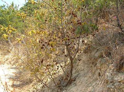 오리나무(Alnus japonica (Thunb.) Steud.)