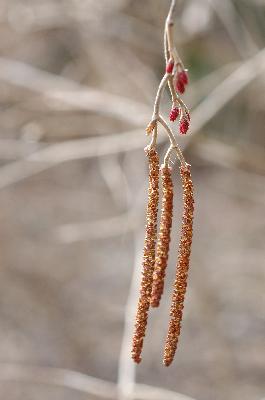 물오리나무(Alnus incana (L.) Moench subsp. hirsuta (Turcz. ex Spach) Á.Löve & D.Löve)