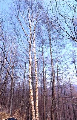 거제수나무(Betula costata Trautv.)