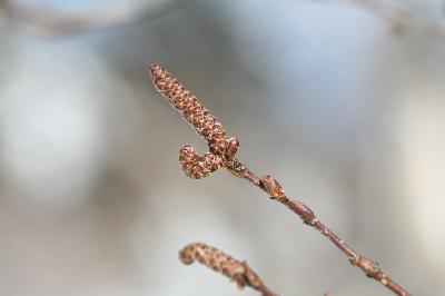 Betula ermanii Cham.