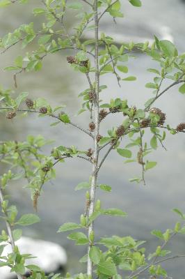 Plant Illustration Details