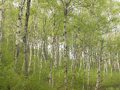 자작나무(Betula pendula Roth)