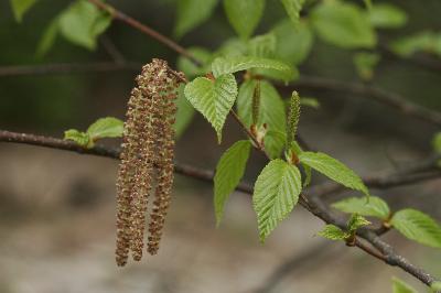 박달나무(Betula schmidtii Regel)