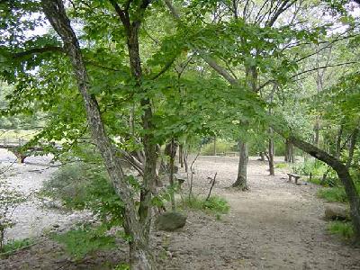 Carpinus cordata Blume