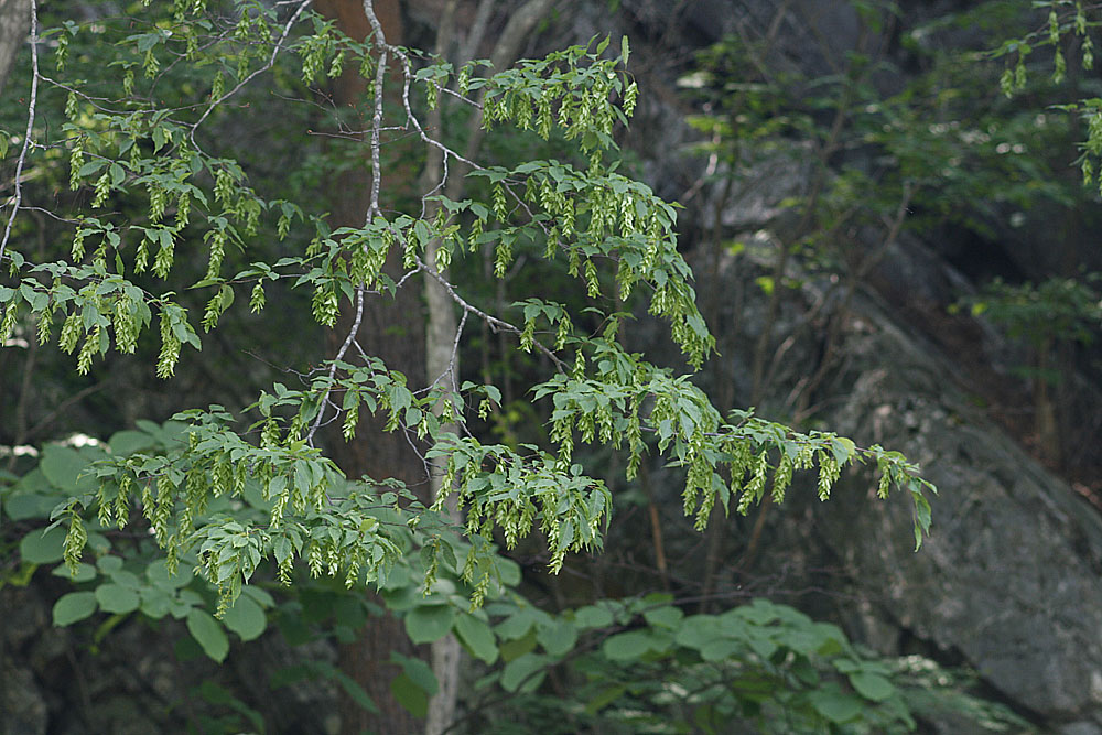 Plant Illustration Details