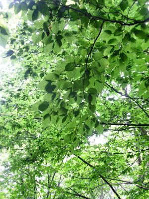 개서어나무(Carpinus tschonoskii Maxim.)