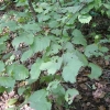 개암나무(Corylus heterophylla Fisch. ex Trautv.)